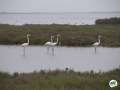 Especial Families al Delta de l'Ebre