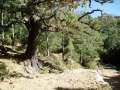 Trekking route to Foradada (Montsià montain)